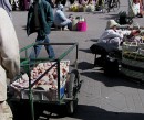 Fresh Chicken Delivery * The delivery of fresh chickens, ready for market.  No refrigeration necessary. * 576 x 483 * (116KB)